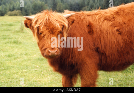 Hochlandrinder Stockfoto