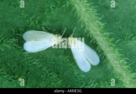 Glasshouse Mottenschildläuse Trialeurodes Vaporariorium Erwachsene Stockfoto