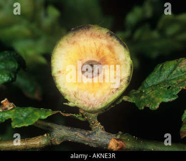 Schnitt durch einen Gall ein Marmor Gall Wasp Andricus Kollari auf Eiche Stockfoto