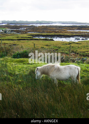 Connemara Pony Weiden auf typische raue Land in Connemara Co. Galway, Irland Stockfoto