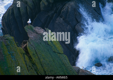 Möwe mit Wellen auf den Felsen Porthguamon Cornwall England UK Stockfoto