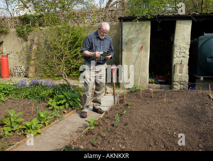 MANN-LESUNG-SAATGUT-PÄCKCHEN IM GARTEN IM FRÜHJAHR Stockfoto