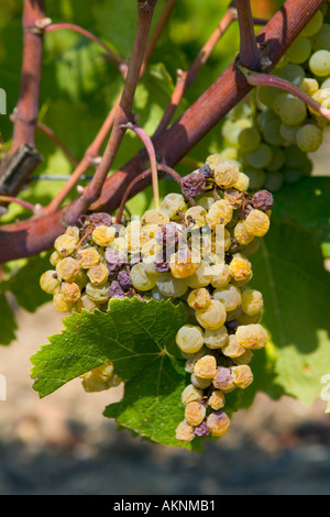 Edelfäule Botrytis Cinera auf Weinrebe Preignac Sauternes Frankreich auf dem Grundstück des Chateau de Malle Stockfoto