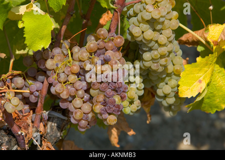 Edelfäule Botrytis Cinera auf Weinrebe in Sauternes Frankreich auf dem Grundstück des Chateau de Malle Stockfoto