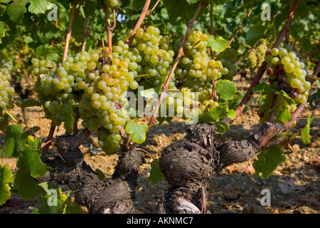 Weinrebe Preignac Sauternes Region Frankreichs Weinberg ist auf dem Gelände des Chateau de Malle Stockfoto