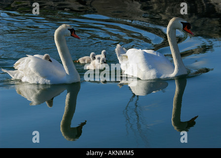 Höckerschwan Familie von fünf Cygnets mit einem Reiten auf dem Rücken der Mutter spiegeln sich in den Ontariosee Wasser Toronto Stockfoto