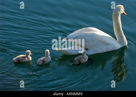 Mutter mit zwei Küken Höckerschwan mit drei Cygnets nach im See Ontario Toronto Stockfoto