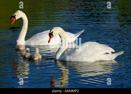 Mutter und Vater Höckerschwäne mit Kupplung Cygnets Toronto Ontario-See Stockfoto