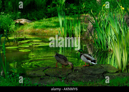 Männliche und weibliche Stockente Enten am Rande eines Teiches im Sommer Stockfoto