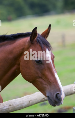 Niederländische Warmblut Pferd Oxfordshire-England Stockfoto