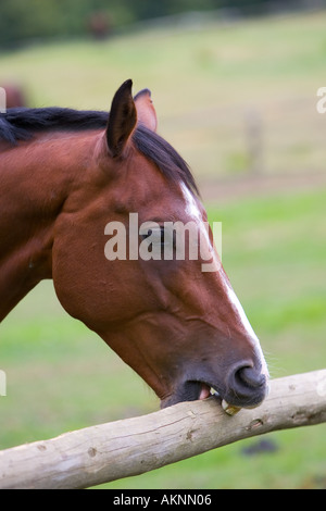 Niederländische Warmblut Pferd Krippe beißende Oxfordshire Großbritannien Stockfoto