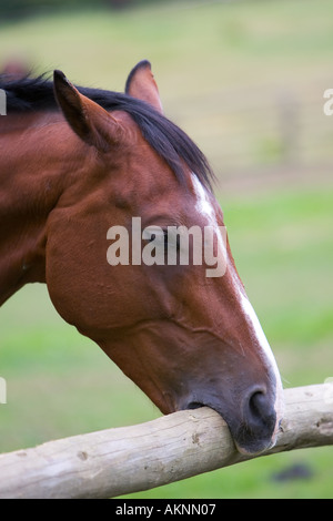 Niederländische Warmblut Pferd Krippe beißende Oxfordshire Großbritannien Stockfoto