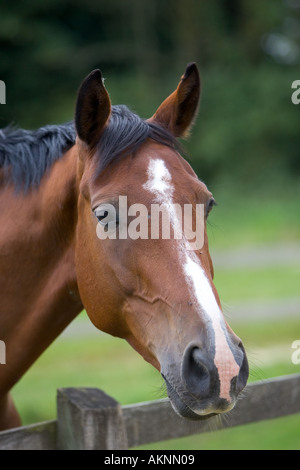 Niederländische Warmblut Pferd Oxfordshire-England Stockfoto