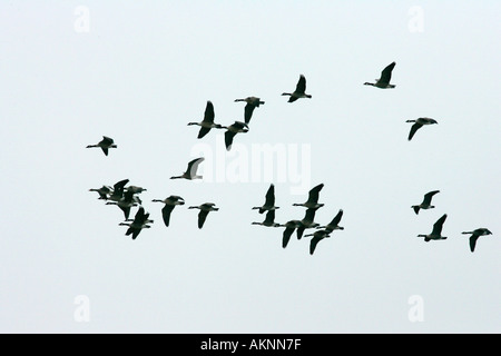 Herde von Kanadagänse Migration für den Winter Blenheim Oxfordshire-England Stockfoto