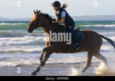 Junge Frau fährt ein Cleveland Bay Kreuz Thoroughbred Pferd auf breiten Haven Beach Wales Stockfoto