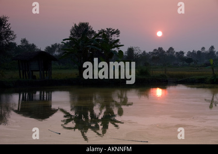 Sonnenuntergang, mit Blick auf Reisfelder, Tharu, Nepal, Stockfoto