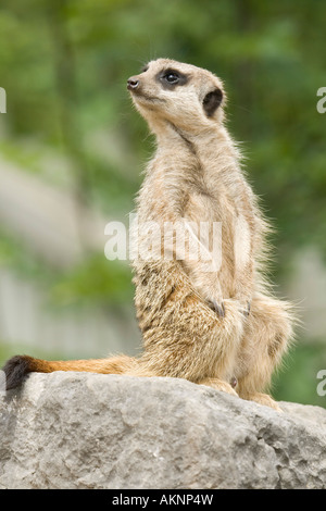 Erdmännchen auf Wache Stockfoto