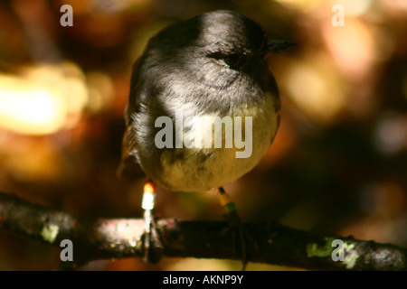 STEWART ISLAND ROBIN (PETROICA AUSTRALIS RAKIURA), ULVA ISLAND: Auf Ulva Island vor der Südküste von Südinsel Neuseeland Stockfoto