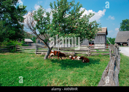 Kälber im Feld unter Apfelbaum auf altmodische Bauernhofes. Stockfoto