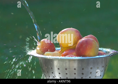 Pfirsiche im Sieb Schüssel mit Sprühwasser im freien gewaschen Stockfoto