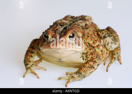 Fette amerikanische Kröte Bufo Americanus starrte zurück auf weißem Hintergrund Stockfoto