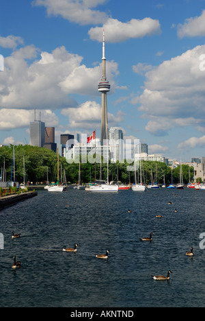 Kanadagänse am Lake Ontario im Coronation Park Toronto mit dem CN Tower Stockfoto