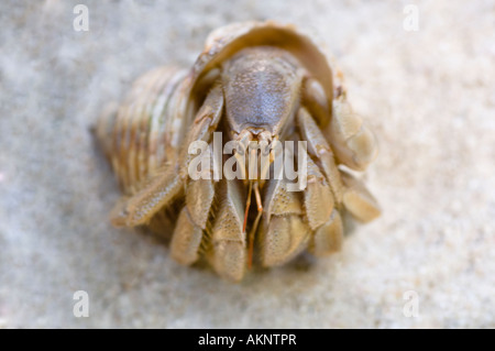 Neugierig Einsiedlerkrebs Stockfoto