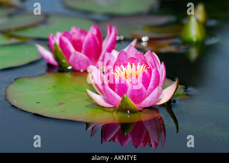 Nymphaeaceae Waterlily Seerosen Blumen und Knospen mit Reflexion in das Teichwasser Stockfoto