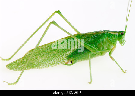 Die große grüne Heuschrecke Tettigonia Viridissima auf weiß Stockfoto