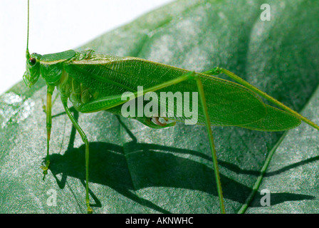 Bush-Cricket grüne Heuschrecke Tettigonia Viridissima auf einem Blatt Stockfoto