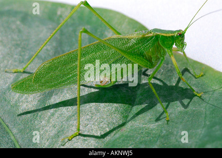 Grashuepfer grüne Heuschrecke Tettigonia Viridissima auf einem Blatt Stockfoto