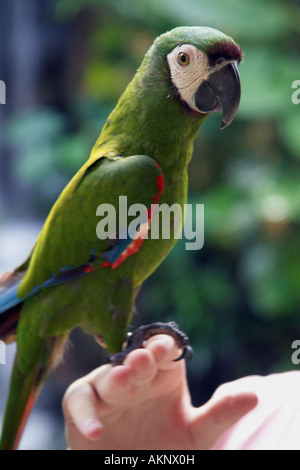 Langkawi Bird Paradise, der Insel Langkawi, Malaysia Stockfoto