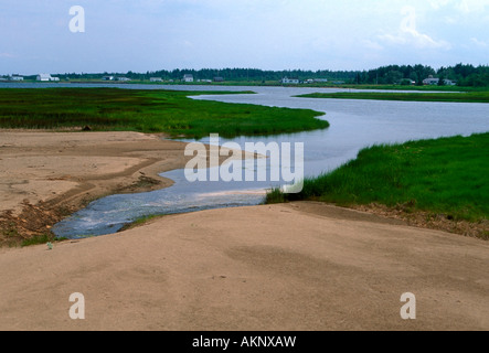 Flora bei Irving Eco-Center La Dune de Buctouche Stadt von Buctouche New Brunswick Provinz Kanada Nordamerika Stockfoto