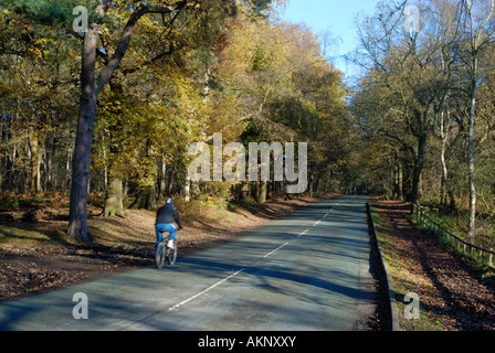 Radsportler, die Ashton Weg durch Delamere Wald, einer laubwechselnden und immergrünen Mischwald in Cheshire Stockfoto