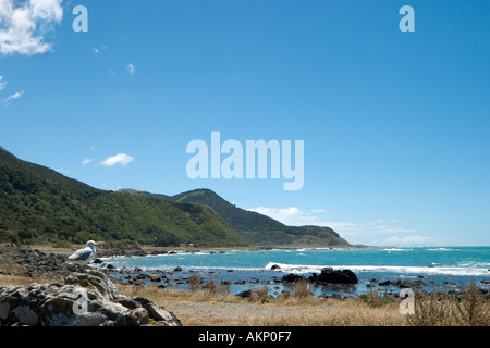 Küste auf SH1 nördlich von Kaikoura, Südinsel, Neuseeland Stockfoto