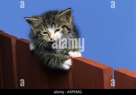 Tiger Kitten auf Zaun Stockfoto