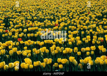 Gelbe Tulpe Blumen, Skagit Valley, Washington USA Stockfoto