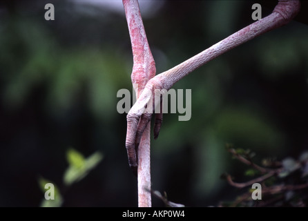 Die Beine von einem milchig oder lackierten Storch (Mycteria Leucocephala) Stockfoto