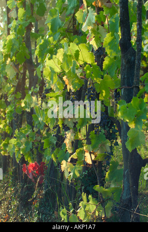 Nördliche Toskana Italien Trauben am Rebstock kurz vor den Vendemmia oder Traubensaft Rotweintrauben Stockfoto