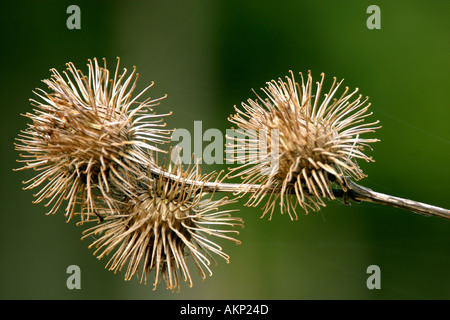 Gemeinsamen Klette Arctium Mimus verdorrt Stockfoto