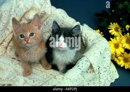 Zwei Kätzchen in Schublade Stockfoto