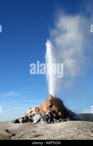 Weiße Kuppel Geysir, Lower Geyser Basin, Yellowstone-Nationalpark, Wyoming Stockfoto