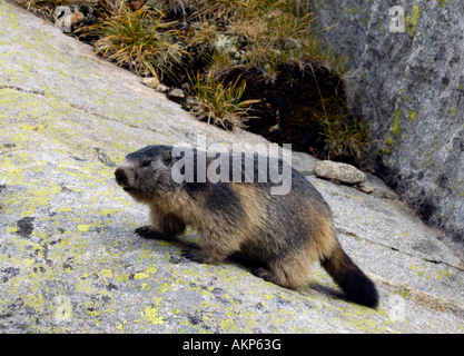 Alpine Murmeltier in den französischen Pyrenäen Stockfoto