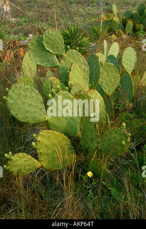 Feigenkaktus (Opuntia) Stockfoto