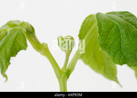 Die apikale Endknospe und Stiele der Pflanze. Apikale Knospen wachsen aus der Sprossapikalmeristem Meristeme. Stockfoto