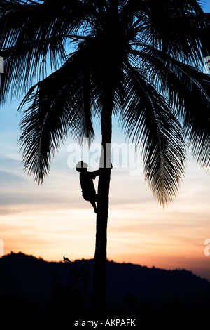 Indischer Mann Kokosnuss Kletterbaum im Morgengrauen Stockfoto