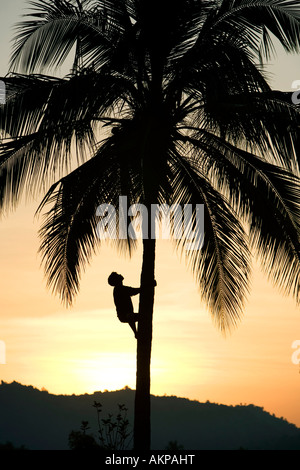 Indischer Mann Kokosnuss Kletterbaum im Morgengrauen Stockfoto