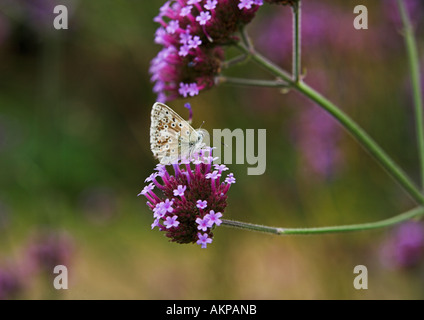 Schmetterlingsfütterung auf Purpletop Eisenkraut mit weichem Fokus und verschwommenem Hintergrund in lancashire im Nordwesten englands Stockfoto