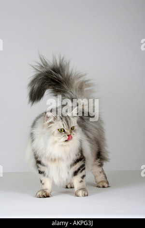 British Longhair Katze Schwarz Silber Tabby classic Highlander Flachländer Britanica Stockfoto