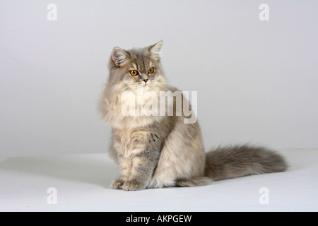 British Longhair Katze blau Creme Silber Tabby Makrele Highlander Flachländer Britanica Stockfoto